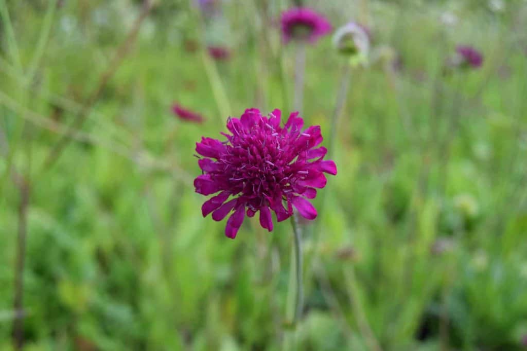 Knautia macedonica ---